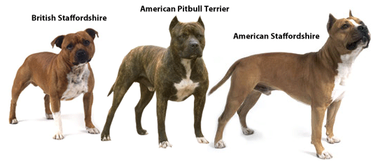 type-of-pitbulls